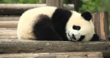 Panda und Onpage-KPIs